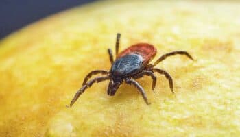 EU alerta a viajeros procedentes de México debido a enfermedad transmitida por garrapatas