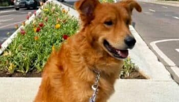 Exigen justicia para perrito que murió en guardería de CDMX