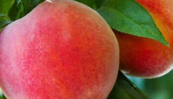 Alerta Cofepris por frutas importadas contaminadas con peligrosa bacteria