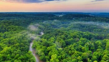 La Amazonía se recupera; deforestación cae a nivel más bajo desde 2018