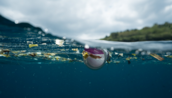 ¿Comemos el plástico que consumen los peces?