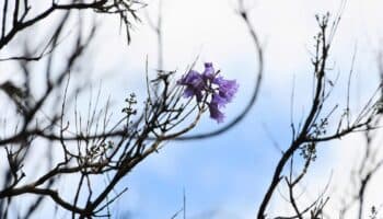 Florecimiento temprano de jacarandas enciende alerta en CDMX