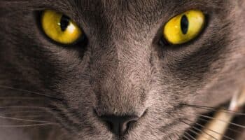 Gato salva a mujer de 74 años de ser estrangulada