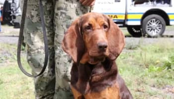 ¡Adiós, Max! Se jubila la perrita que rastreó a Caro Quintero en 2022 | Video