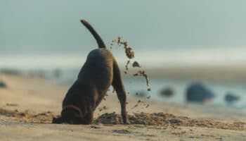 Animales que guardan comida #Niñonautas con Kirén Miret