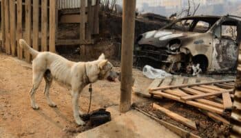Veterinarios ayudan a perritos heridos en incendios en Chile