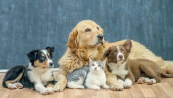 Cómo proteger a tus mascotas del estrés cuando suena la pirotecnia