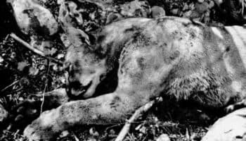 Campesino lucha a muerte contra puma en Tamaulipas