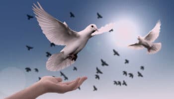 ¿En qué consiste el ‘Compromiso por la paz’ que propone la Iglesia que firmen los candidatos? | Video