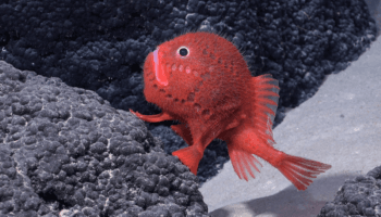 Científicos descubren 50 nuevas especies animales en zonas submarinas | Fotogalería