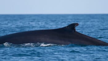 Japón añadirá otra especie de ballena a su lista para la caza comercial