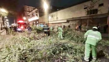 Videos y fotos | Luego del calor extremo, fuertes vientos derriban árboles y cables en CDMX