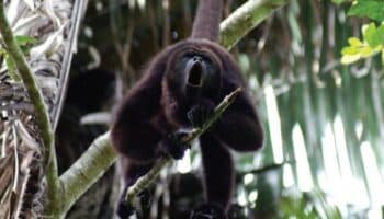 Semarnat sin respuestas por muerte masiva de saraguatos en Tabasco y Chiapas