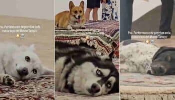 Video | Acusan de maltrato animal performance con perros en Museo Tamayo