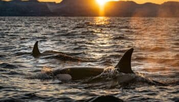 Regresan las orcas tumba yates; hunden uno más en Gibraltar