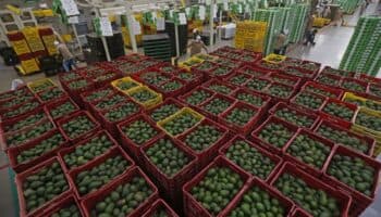 Alista Michoacán exportación 'paulatina' de aguacate a Estados Unidos