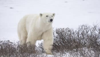 La desaparición de osos polares de la bahía de Hudson podría ser "inminente"