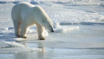 Los osos polares cambian su dieta para sobrevivir a la reducción de hielo marino