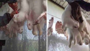 Imágenes sensibles | La cruel matanza de conejos en México para su consumo humano