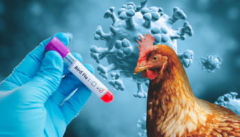 Gripe aviar, un riesgo de pandemia peor que el COVID-19: Instituto Pasteur