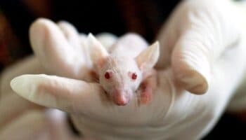 COP16 acuerda pagos por uso de información genética