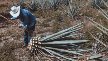 Balanza agroalimentaria de México registra superávit de 4,890 mdd de enero a mayo