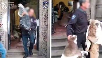 Fiscalía CDMX asegura piezas y pieles de animales protegidos durante cateo en Cuauhtémoc