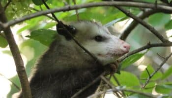 Humanos habrían transmitido el Covid-19 a animales salvajes: científicos