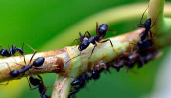 ¿Hormigas cirujanas? Así es como estos insectos salvan la vida de sus compañeros