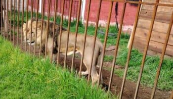 Decomisa FGJEM armas, mapaches, perros y un león en Zinacantepec