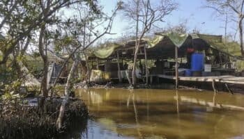 Narco-contaminación: Los manglares, de refugio de peces a guarida de narcos | Especial