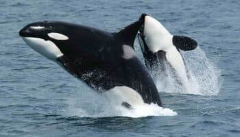 Orcas al ataque; nuevamente embisten velero en España