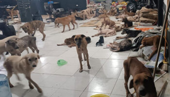 Huracán Beryl: Cachorrilandia da refugio a más de 50 perritos de la calle | Video