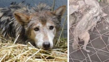 ¿Qué pasa con 'Seje'? Esto dijo Sedema sobre la loba mexicana de Chapultepec