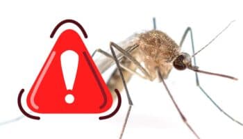 Brote de oropouche y muertes confirmadas por este virus ponen en alerta a Latinoamérica