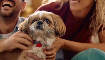 Proponen que juez familiar defina tutela de mascotas en divorcios