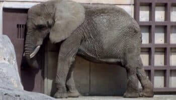 La Elefanta Ely y su lucha por los derechos de los animales llega a la Segunda Sala de la SCJN