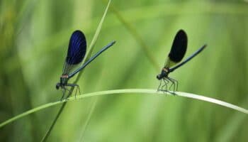 El declive de los insectos a causa de los 'agroquímicos' amenaza la salud del planeta