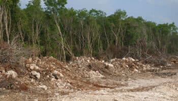 Estados Unidos da apoyo a México para Selva Maya vía USAID