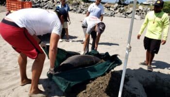 Delfín sin vida aparece en playa de Nayarit; lo sepultan para evitar epidemia