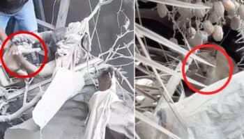 Videos | Activistas salvan animales atrapados bajo los escombros por los bombardeos de Israel