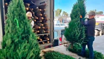 ¿Comprarás árbol de Navidad natural? Esto te interesa