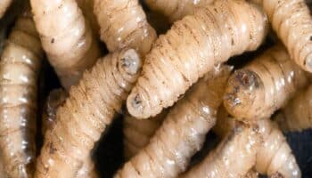 Honduras confirma el primer caso en el país de gusano barrenador en humanos