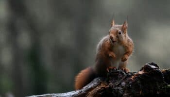 Observan comportamientos carnívoros en ardillas de California
