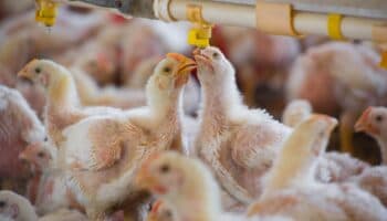 Virus de la gripe aviar resisten la fiebre, el arma humana para combatir la enfermedad
