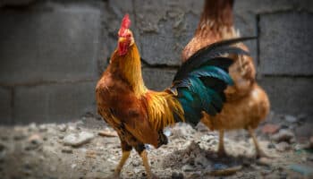Cuatro muertos en ataque armado a palenque durante pelea de gallos