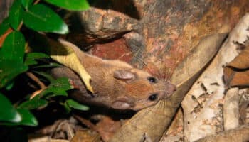 ¿Primera y última foto del ratón de las Islas Marías? | Artículo de Carlos Galindo
