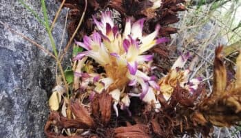 Se descubren tres nuevas especies de jopos en Chiapas, Nuevo León y Coahuila