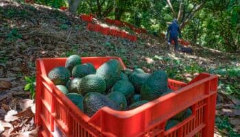 Impacto de aranceles en exportaciones mexicanas será de 475 mil mdd: Consejo Nacional Agropecuario