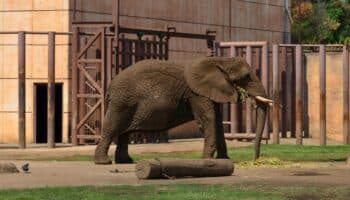 La elefanta Ely gana su primera batalla en la Suprema Corte y se abre una puerta para explorar su libertad